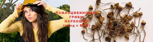 крисы Белокуриха